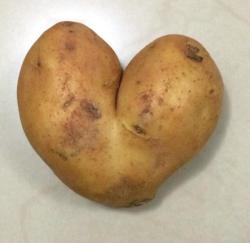 ruinedchildhood:  felicityrosejones:one of my friends found this heart shaped potato if this isnt the best thing uve ever seen i dont know what to tell u  