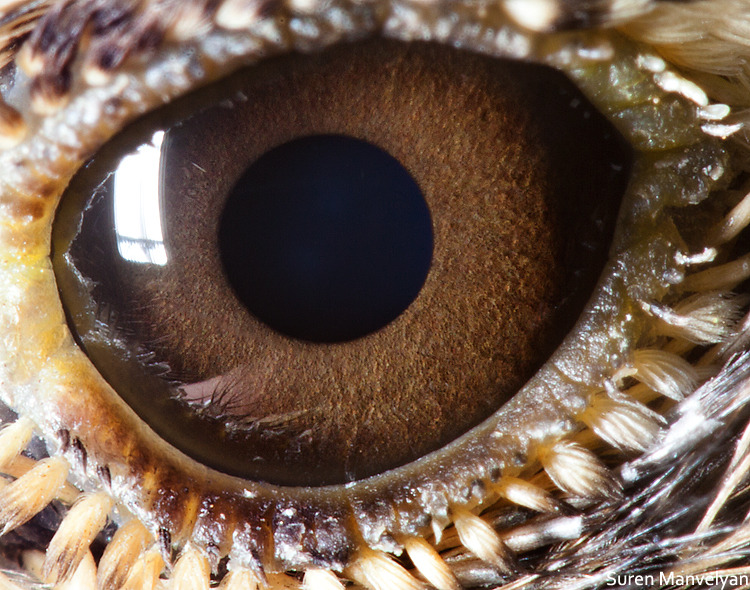 It's Okay To Be Smart • the-science-llama: Animal Eye Close-Ups By...