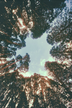 wearechildrenofnature:  “I took a walk in the woods and came out taller than the trees.” -Thoreau 