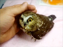 destinynickelsen:  kissmyasajj:  Oh! Pygmy owls!! My heart!!  Want  OMG, it&rsquo;s adorable!