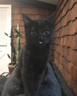 macgueurle:  catsbeaversandducks:  Winifred Sanderson And Her Magnificent Blep “Hello world! Behold my Blep!” Photos by Winnie The Cat Sanderson  Too cute.