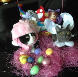 roblovesjudas:   @deadmau5 Easter Photo  WIN!   (deadmau5 - Professor Meowingtons &amp; Miss Nyancat, via his mom’s twitter)