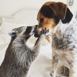 thefingerfuckingfemalefury:  awesome-picz:    Orphaned Raccoon Rescued By Family With Dogs Thinks She’s A Dog, Too.  What an excellent weird dog &lt;3   @dommebadwolff23 not allowed to do this