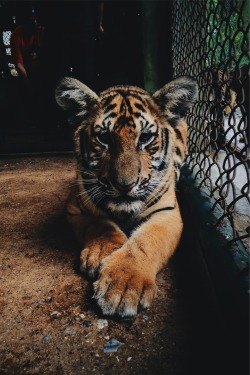 thelavishsociety:Baby Tiger by Paula Borowska | LVSH