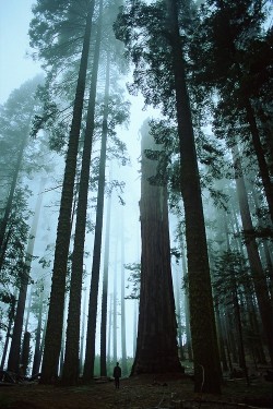 wonderous-world:Sequoia National Park, California, United States by Andrew Luyten