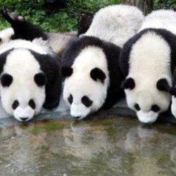 This is probably how pandas celebrated St. Patrick&rsquo;s #panda #cute #instagood #likeforlike #pandabear #asians #likes #funny #pandas #pandaexpress #instapandacool #bestoftheday follow for more awesome posts  Bonafidepanda.com