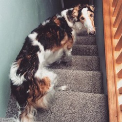 kufurbabies:  “Hey mom, i thought we were going downstairs. whats the hold up?” #sedonazaria #borzoi #morningdog
