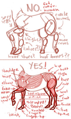 roachpatrol:it absolutely drives me bonkers when people draw horses with shapely, sexy human lady legs, so here is a guide to drawing shapely, sexy horse lady legsit’s important to remember that even with centaurs the front legs of a horse are muscled
