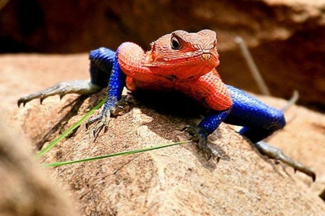 Amazing spider man lizard