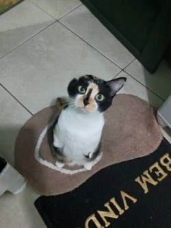catsbeaversandducks:  Esperança She was born without front paws and an ear, but it didn’t stop her from walking,  playing in boxes, climbing on furniture, using her litter box all by herself and being very happy. Esperança - Hope, in English - lives