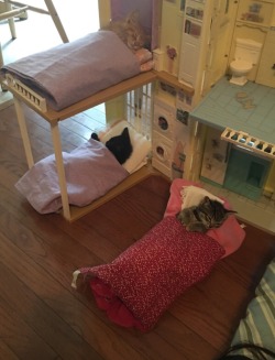 neverlandlester:  so my little cousin decided to put our cats into her dollhouse 