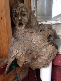 sixpenceee:  A hornet nest forms around a mask in a shed and creates nightmare fuel.
