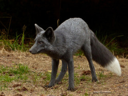howtoskinatiger:  A wild blue-phase Red Fox (Vulpes vulpes) on San Juan Island.  The foxes on the island originate from fur farm stock and so come in a much wider range of colors then is normally seen in the wild.  Photos by manzanita-pct 