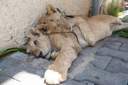 culturenlifestyle:  Two Adorable Inseparable Lion CubsRescued in a refugee camps in the Gaza Strip, these two adorable lions have been inseparable since living together at the Rafah Zoo for two weeks. After the zoo’s destruction, a Gaza resident purchased