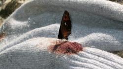 funeralfaerie:  The Madrilenial Butterfly is a blood-sucking species of butterfly. Although it eats nectar, it also drinks blood from the dead carcasses of animals.   