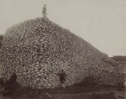 dynastylnoire:  1109-83:  funkymonkey-boy:   ”A product of U.S. Army-sanctioned mass slaughter of American bison in the 1800s, these bison skulls are waiting to be ground for fertilizer, most likely in the American midwest. The slaughter was so effective