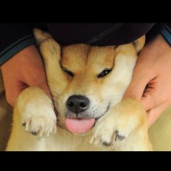 Very squish Such tongue Wow   #cute #cuteanimals #cutepet #petaofinstagram #igers #instagood #aww #dogsofinstagram #catsofinstagram  Follow for more awesome posts!  Bonafidepanda.com
