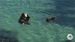 huffingtonpost:  Adorable Otter Pup Takes A Break To Learn How To OtterEven teeny tiny otters need to learn how to swim on their own.This adorable wild sea otter mom and her pup spent an afternoon lounging and swimming in the Monterey Bay Aquarium’s