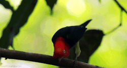 headlikeanorange:  A male red-capped manakin trying to impress a female. (North America - Discovery Channel)