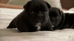 recoveringtopanga:  animalplanet-toocute:  New legs aren’t so easy to walk on for this adorable french bulldog! See the whole clip here»  NOOOOOOOO