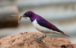 astronomy-to-zoology:  Violet Backed Starling (Cinnyricinclus leucogaster) also known as the Amethyst starling, the Violet-backed Starling is a small species of starling native to the woodlands of sub-Saharan Africa. Like most birds this spiecies is stron