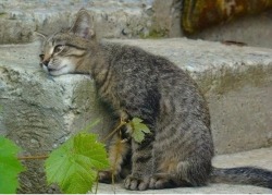 night-dark-woods:centrumlumina:  awwcutefuzzyanimals:Thinking about something    [ID1:  tabby cat leans their head against a stone step while staring wistfully off screen. A few green leaves are in the foreground.ID2: tag reading “oh concrete step we’re