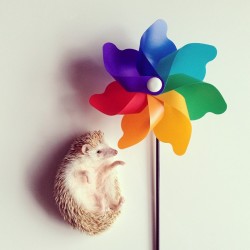 instagram:   The Story of Darcy, the Flying Hedgehog (@darcytheflyinghedgehog) To tune in to Darcy’s daily poses, be sure to follow her @darcytheflyinghedgehog. &ldquo;I want to make Darcy the most famous hedgehog in the world.&rdquo; With this in mind