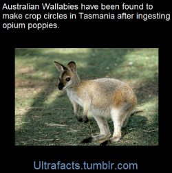 ultrafacts:  essentiallymediocre:  crazyjetty:  ultrafacts:    In 2009, the attorney general for the island state of Tasmania stated that Australian wallabies had been found creating crop circles in fields of opium poppies, which are grown legally for