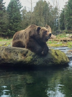 slasher9485:  thank-you-based-bear:  valiantvivian:  danielodowd:  http://eempey.vsco.co/  @thank-you-based-bear  Aaaah :3 Precious  @artemispanthar 