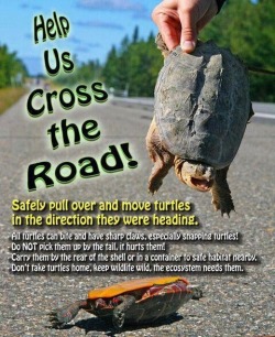 castiel-on-top-of-the-tree:  rhamphotheca:  Help Our Turtle Friends!!!  NO NO NO NO WRONG SO VERY WRONG LISTEN ALL MY FELLOW FRIENDS: I’VE VOLUNTEERED AT THE NEW ENGLAND WILDLIFE CENTER, A PLACE WHERE PEOPLE FROM ALL OVER THE WORLD TRAVEL TO INTERN