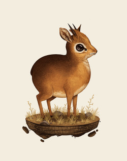sirmitchell:  Fat Kingdom - Dik-dik Available for 72 hours along with three other prints at http://sirmitchell.com