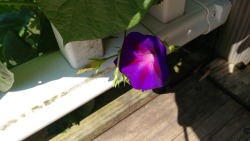 This morning glory has grown to the second floor and I think last year it grew even taller than that.