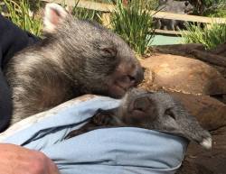 Wombat, My Love