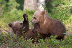 magicalnaturetour:  “Brown Bear Cubs” by Sami Maisniemi