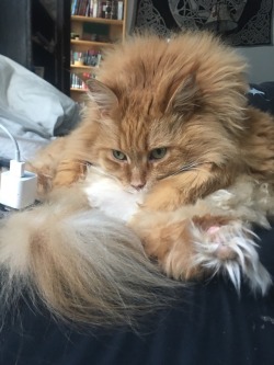 lavender-ish:  I don’t remember if I submitted yet, but here is my baby Cleo! How is this a comfortable way to sit?!   That absolutely cannot be comfortable but definitely furthers the point that cats are absolutely not solid  http://headcaase.tumblr.com