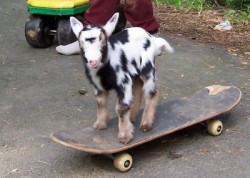 babygoatsandfriends:  wrkaqarg:  babygoatsandfriends:  this kid is cooler than all of us  that’s a goat  a baby goat is a kid