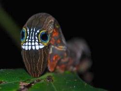 sixpenceee:Probably the creepiest and coolest caterpillar you will ever see. It’s called Phyllodes Imperialis and is nicknamed the Halloween caterpillar. The last picture is what it looks like as a moth.  When other creatures bother it, it draws