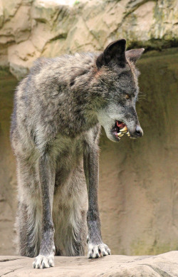 elegantwolves:  by Wiebke H.