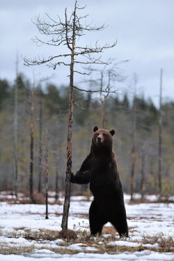 bears&ndash;bears&ndash;bears:  Brown bear standing on snow by Erik Mandre 