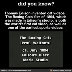 did-you-kno:  Thomas Edison invented cat videos.  ‘The Boxing Cats’ film of 1894, which was made in Edison’s studio, is both the world’s first cat video, as well as one of the earliest sports videos.  Source 