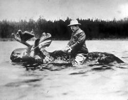 pk-17:  thomascoryfoster:  blackbirdnoir:  This picture? Oh, nothing much. Just Theodore Roosevelt riding a swimming moose.   Just man doing man stuff.    More proof he’s the Man !!!🇺🇸🇺🇸🇺🇸