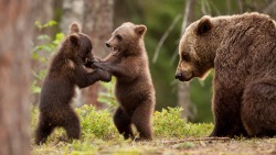 awwww-cute:  Mama bear with cubs (Source: http://ift.tt/1OcwYb2)