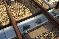 sixpenceee:  Japan Railways Build Turtle TunnelsJapanese railroad companies recently  installed a wonderful way to keep turtles safe when they try to cross  their train tracks – a turtle tunnel that passes under the tracks.When crossing tracks, turtles
