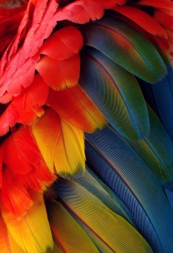 jonathandredge:Red and Green Macaw Plumage