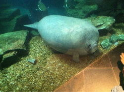 ampullae:  withasperity:  [image: a photo of a manatee pressing its face against a glass wall]  blorp 