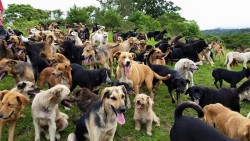 sixthseason:  look at all the happy pups on this hill!(this photo is not mine, i found it on dogspotting without a source other than its from a dog shelter)