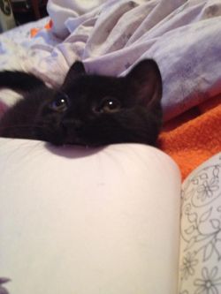 courtneykaye:  trying-to-build-a-balance:metastasisedmalaise:awwww-cute:W e recently adopted a couple of kittens. This one, Starbuck, enjoys chewing on books  dear fucking god   c-ballin  Starbook.  That face is like &ldquo;what?&rdquo;