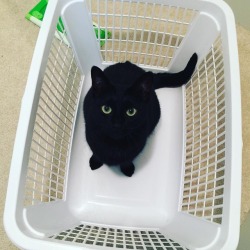 Here’s a picture of my cat, Spooky, sitting in a laundry hamper. #blackcatsofinstagram #cats #cute  (at Milwaukee, Wisconsin) https://www.instagram.com/p/Bn-aWsPgquF/?utm_source=ig_tumblr_share&amp;igshid=14j0x1cx6dxj5