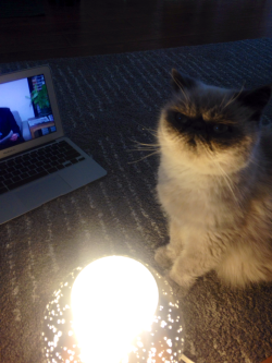 wordsandturds:  wordsandturds:  wordsandturds:  telling ghost stories  &ldquo;but they never caught that red dot…&rdquo;  i hope my cat gets the fame he deserves 