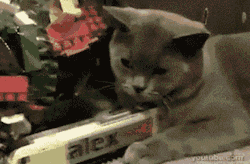 andrysb24:  death-by-lulz:  dottymia: Animals not giving a fuck  that cat getting run over 